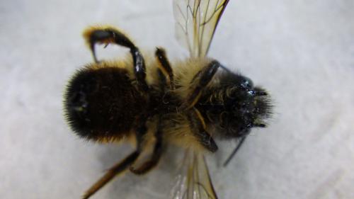 Réf. 222 295 : Osmia bicornis